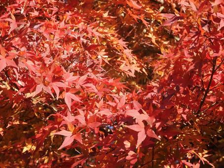 モミジ紅 モミジ,もみじ,モミジ狩りの写真素材