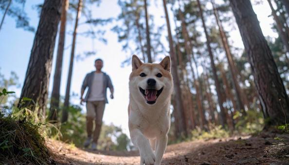 清々しい空気の森を笑顔で走る犬と飼い主 清々しい空気の森を笑顔で走る犬と飼い主の写真