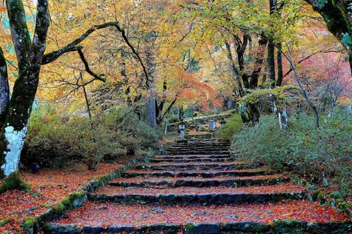 Autumn leaves 2, JPG