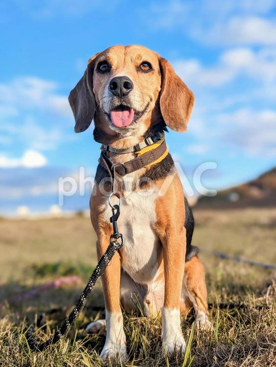 夕暮れ散歩 ビーグル,犬,10月の写真素材