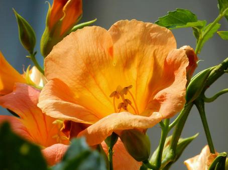 【花の写真】ノウゼンカズラ(凌霄花) 【花の写真】ノウゼンカズラ(凌霄花) ノウゼンカズラ,凌霄花,自然の写真素材