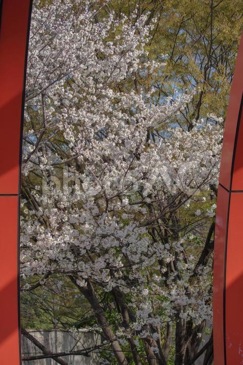 東京港区南青山2丁目の桜の風景 散歩道,自然,散歩の写真素材