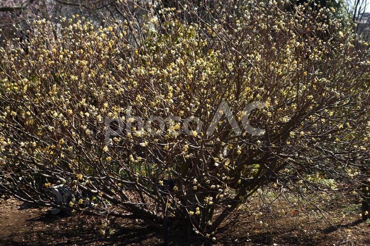 早春の花：ミツマタ4　春を告げる花 植物,ミツマタ,三又の写真素材