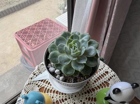 多肉植物 多肉植物の写真