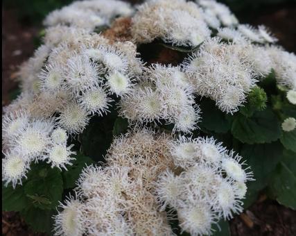 白くてフワフワいっぱい 小さなアゲラタム 白くてフワフワいっぱい 小さなアゲラタムの写真