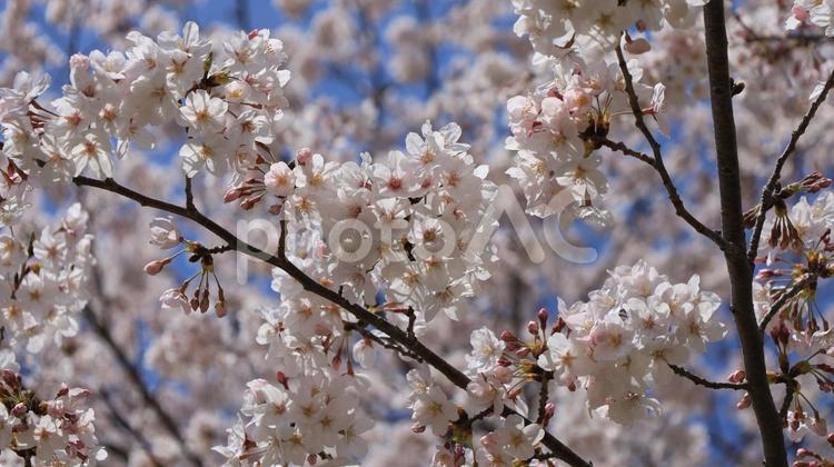 城と桜 桜,城,春の写真素材