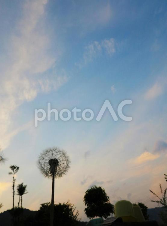 タンポポの綿毛と黄昏の空 たんぽぽ,空,夕暮れの写真素材