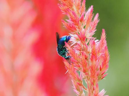 オオセイボウ① オオセイボウ① オオセイボウ,昆虫,虫の写真素材