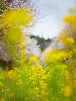 菜の花 菜の花の写真