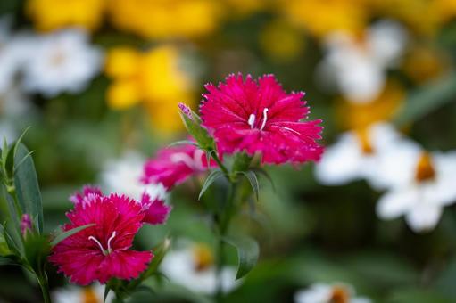 ナデシコ ナデシコ,花,赤の写真素材