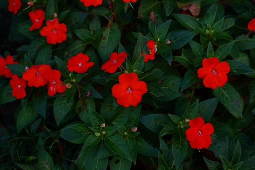 サンパチェンス 花 サンパチェンス 花の写真