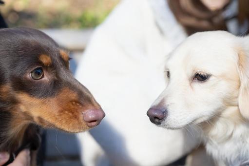 見つめ合う2匹の犬 見つめ合う2匹の犬の写真