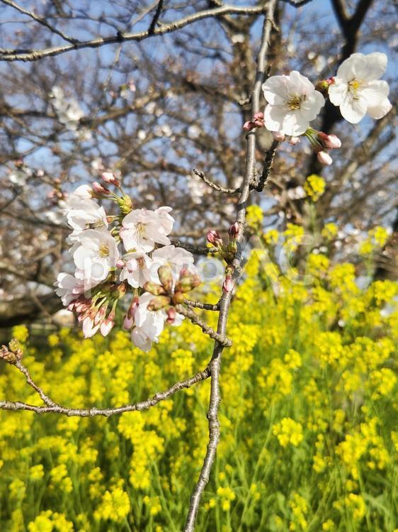 桜と菜の花 桜,春,サクラの写真素材