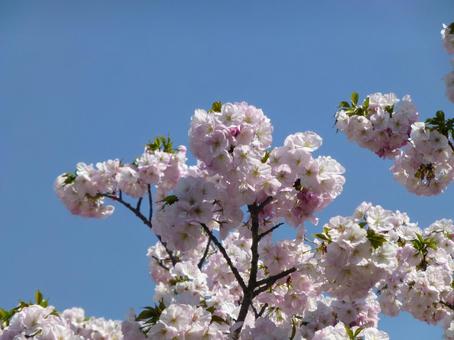 公園の一角で花開く八重桜 公園の一角で花開く八重桜の写真