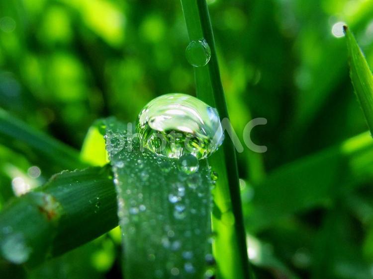 水滴と緑の葉（Water drops） 水滴,すいてき,しずくの写真素材
