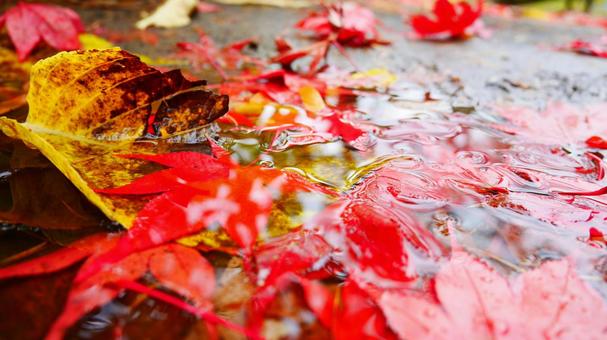 色鮮やかな濡れた紅葉 日本,秋,紅葉の写真素材