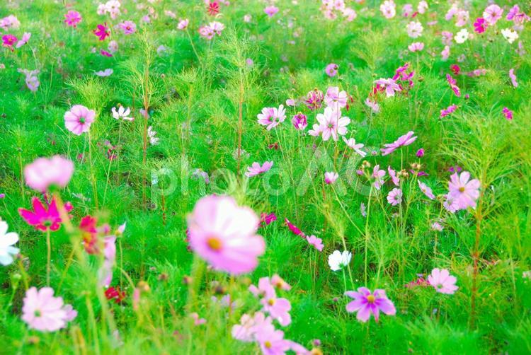 布引高原のコスモス（福島） 花,コスモス,自然の写真素材