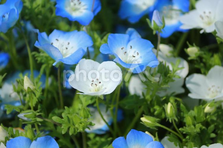 青と白のネモフィラ ネモフィラ,瑠璃唐草,青い花の写真素材