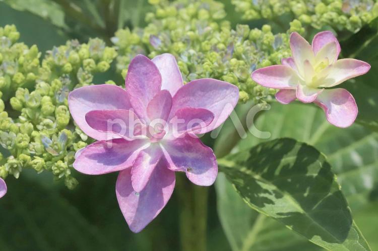 ガクアジサイ 植物,花,紫陽花の写真素材