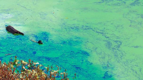 沼 沼,汚染,化学物質の写真素材