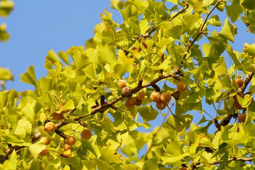 ギンナンの実 イチョウ,果実,葉の写真素材