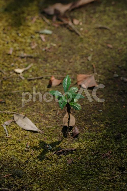 小さい芽とこけに落ちた影 影,光,新芽の写真素材