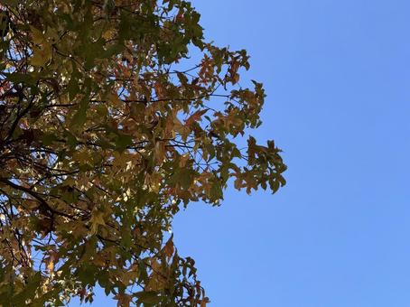 澄んだ青空と色づいた紅葉のコントラスト 紅葉,秋,青空の写真素材