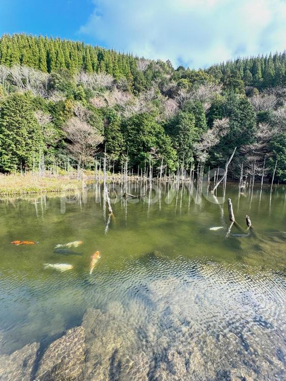 自然の中の錦鯉 錦鯉,景色,屋外の写真素材