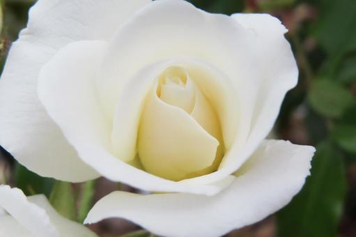 白いバラの花房 白いバラの花房 薔薇,白い花,園芸品種の写真素材