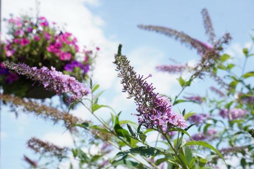 Flower baskets that brighten up the summer sky, JPG