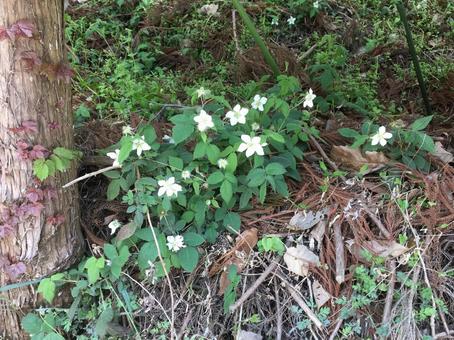 野いちごの花の写真