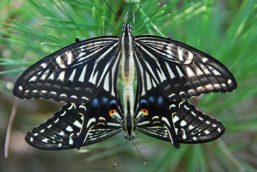 Photo, swallowtail butterfly, insect, creatures, 