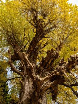 丸森の大銀杏⑸ イチョウ,黄葉,秋の写真素材