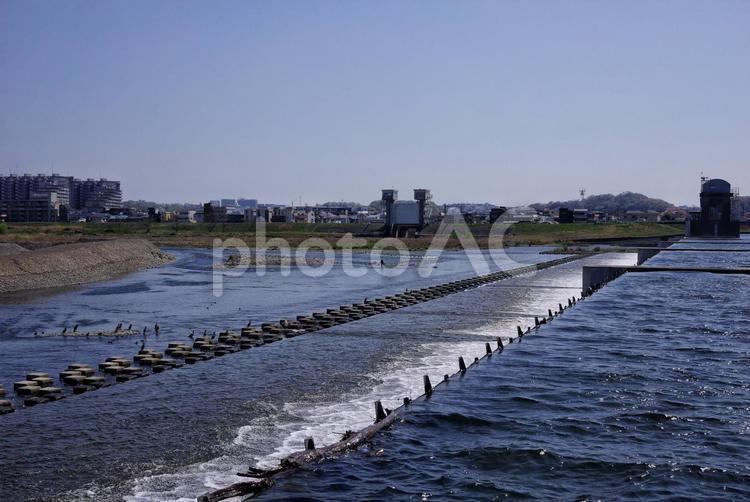 多摩川 春,風景,自然の写真素材