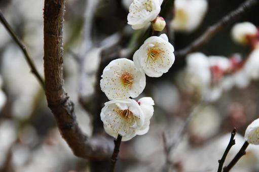 Plum (Tamabotan), JPG Plum (Tamabotan), JPG