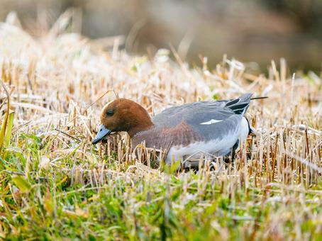 Wigeon duck walking on the ground, JPG