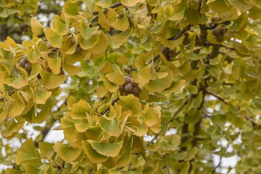 色付き始めた公園のイチョウの葉 公園,雨,銀杏の写真素材