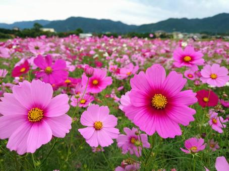 一面に広がるコスモス 1 一面に広がるコスモス 1 コスモス,コスモス畑,秋桜の写真素材