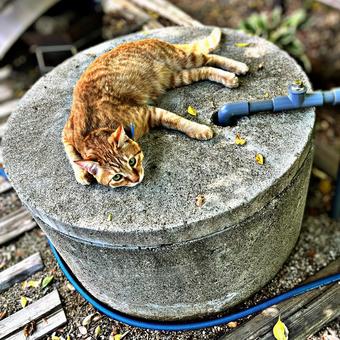 井戸の上で寝そべる猫 ネコ,茶トラ,動物の写真素材