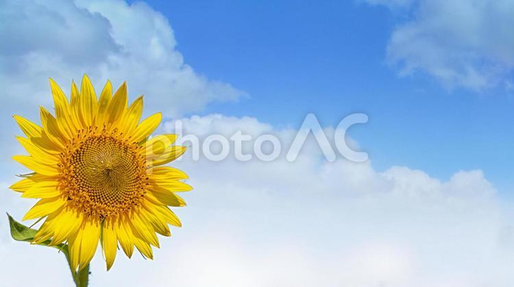 向日葵と青空　夏イメージ 向日葵,ひまわり,ヒマワリの写真素材