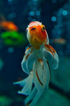 金魚 金魚の写真