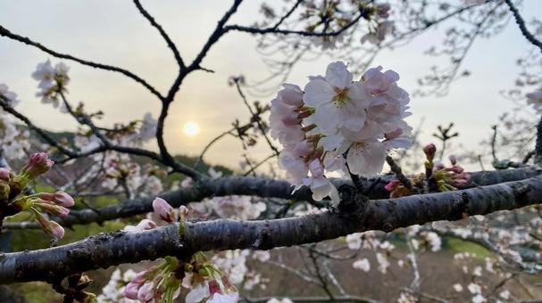 桜 桜の写真