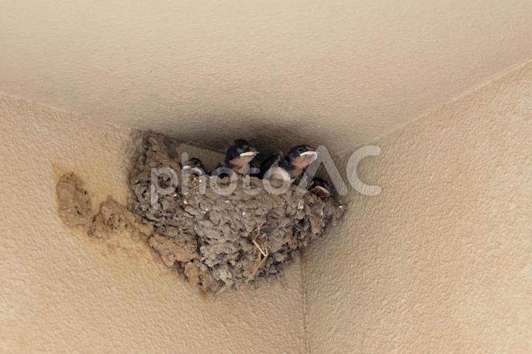 巣から身を乗りだす燕のひな 燕,ツバメ,燕の巣の写真素材
