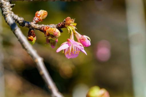 早咲の桜 早咲の桜の写真