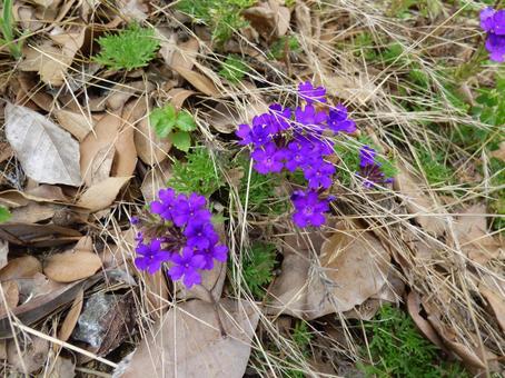 夏に咲く小さな野草001 夏に咲く小さな野草001の写真