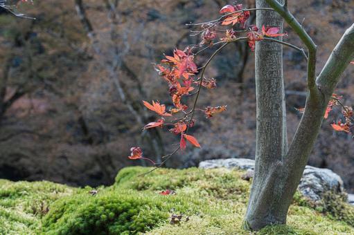 紅葉かつ散る 紅葉かつ散るの写真