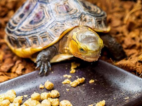 餌を食べるセマルハコガメ 餌を食べるセマルハコガメ セマルハコガメ,ハコガメ,カメの写真素材