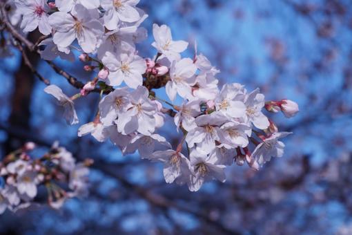桜 桜の写真