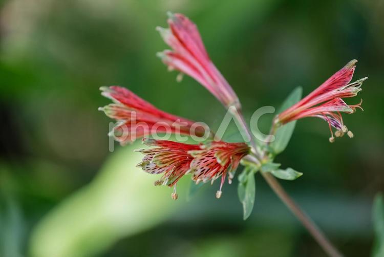 アルストロメリアの原種01 アルストロメリア,原種,花の写真素材
