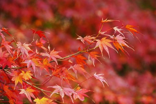 赤く紅葉したモミジ5 モミジ,紅葉,紅葉狩りの写真素材
